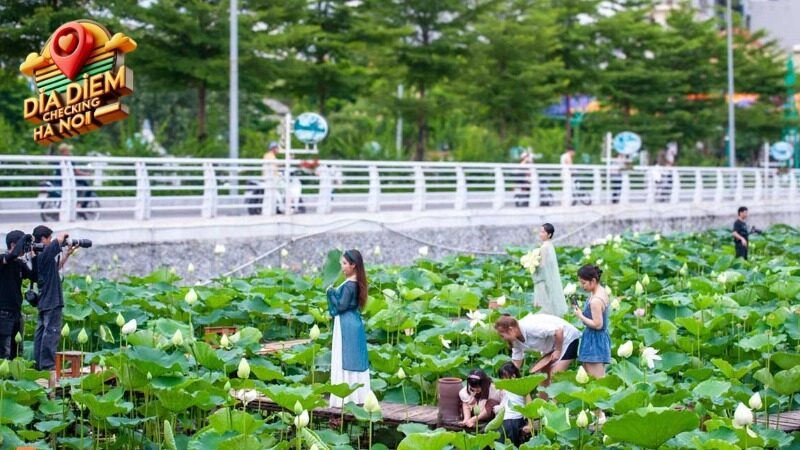 Đầm sen Hồ Tây Vẻ đẹp nên thơ
