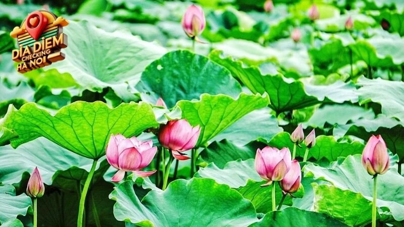 Khám Phá Lịch Sử và Văn Hóa Tại Đầm Sen Hồ Tây