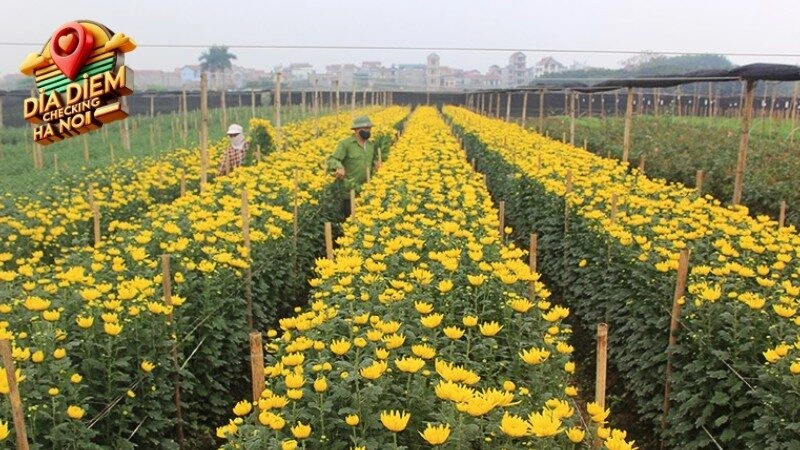 Khám phá vẻ đẹp lung linh của Làng hoa Tây Tựu