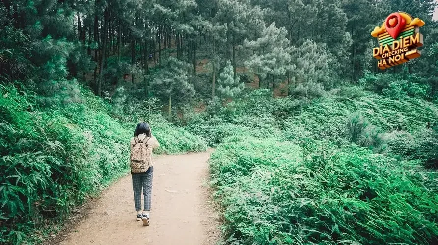 Dã ngoại và picnic bên những cánh đồng cỏ xanh mướt
