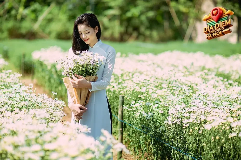 Hoa Cúc Họa Mi - Biểu Tượng Mùa Thu Hà Nội