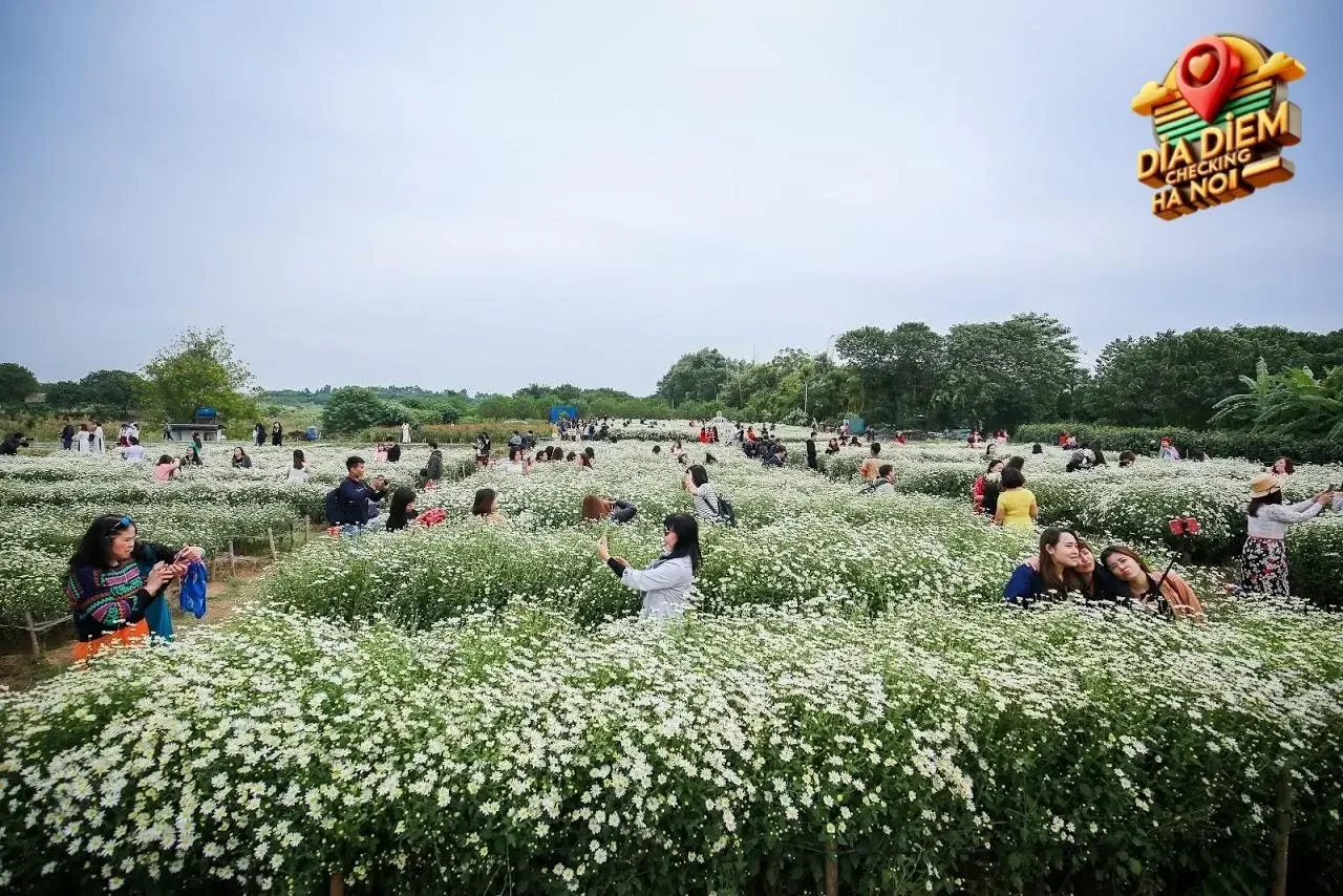 Các Loài Hoa Khác – Sự Đa Dạng Sắc Màu