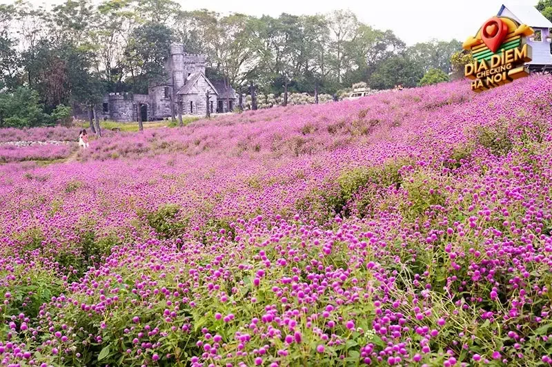 Tác Động Của Thảo Nguyên Hoa Long Biên
