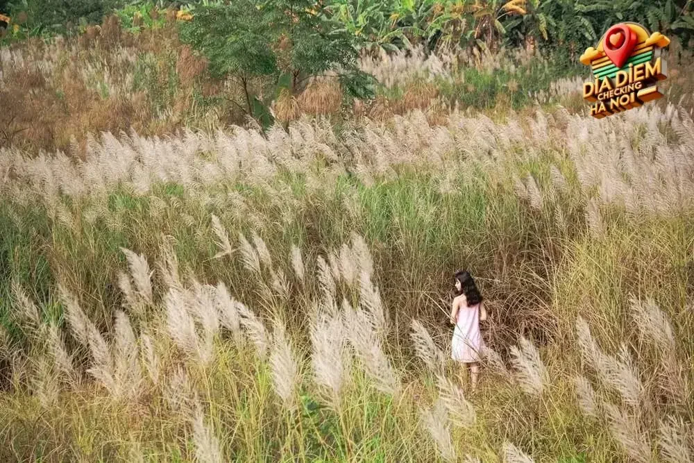 Vẻ đẹp của cánh đồng lau tại khu đô thị Việt Hưng Vẻ đẹp của cánh đồng lau tại khu đô thị Việt Hưng