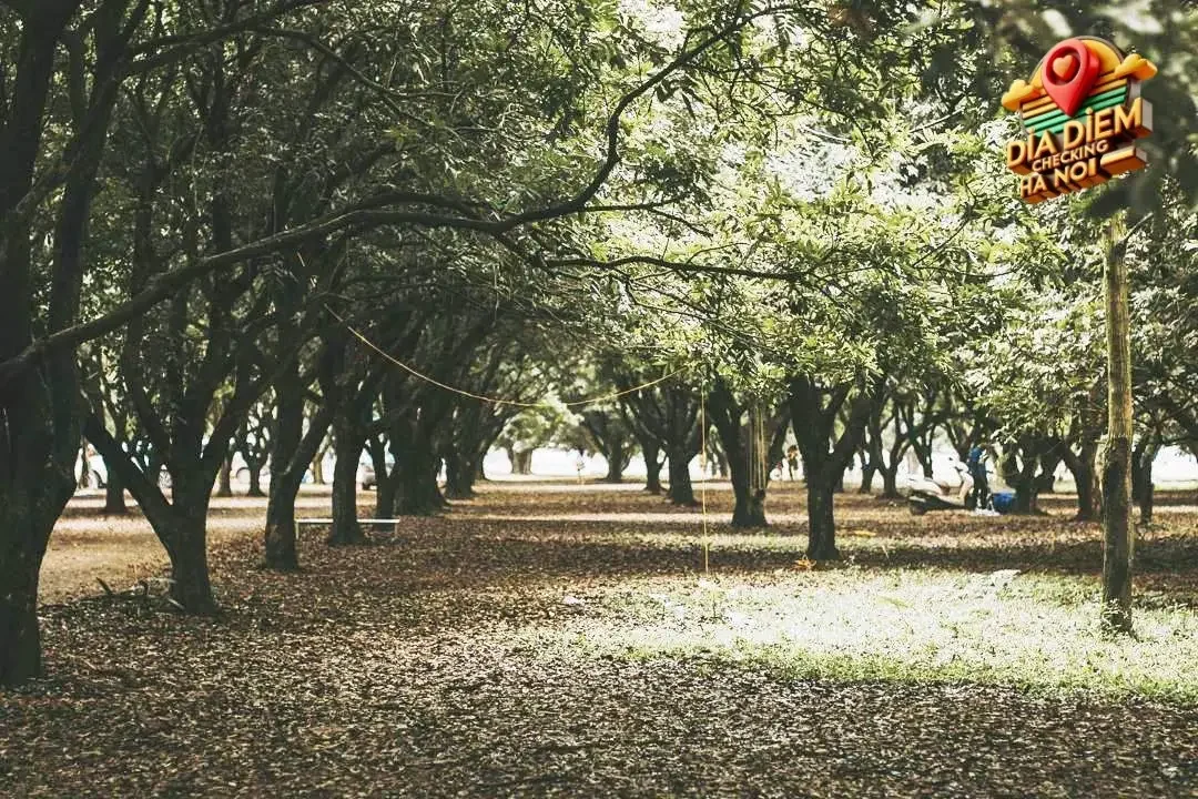 Giới thiệu tổng quan về Vườn nhãn Vĩnh Tuy